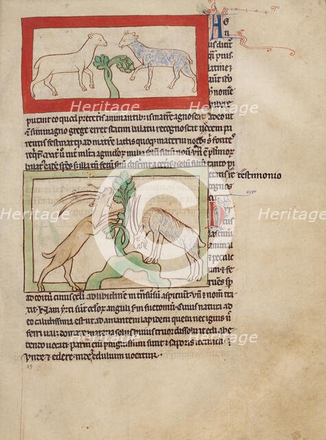 Lambs; Goats; Northumberland Bestiary, about 1250-1260. Creator: Unknown.