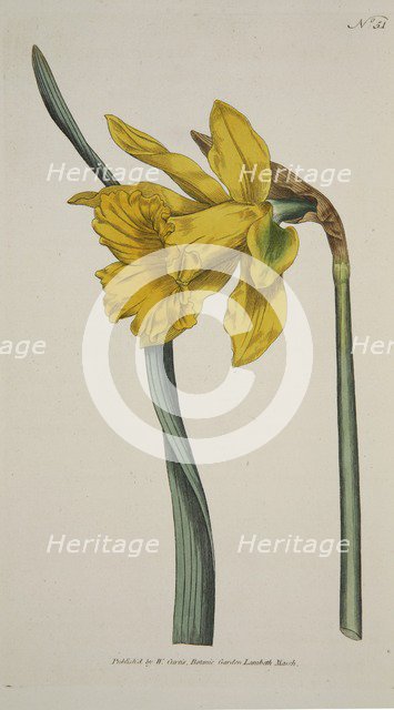 Narcissus Major (Great Daffodil), pub. 1793 (hand coloured engraving). Creator: English School (18th Century).