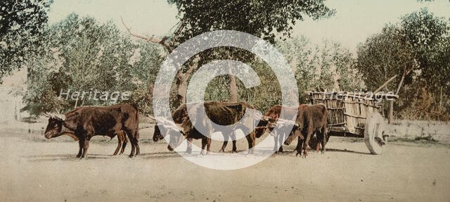 Mexican carreta, Chihuahua, between 1884 and 1900. Creator: William H. Jackson.