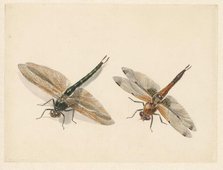 Study of two dragonflies, 1824-1900. Creator: Albertus Steenbergen.