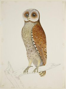 Bay Owl, c1824.  Creator: J Briois.