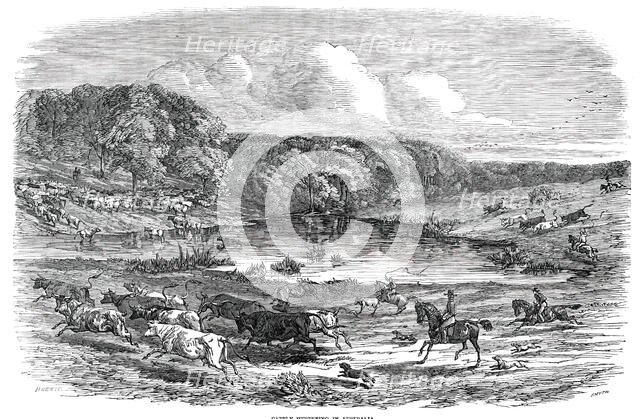 Cattle Mustering in Australia, 1850. Creator: Smyth.