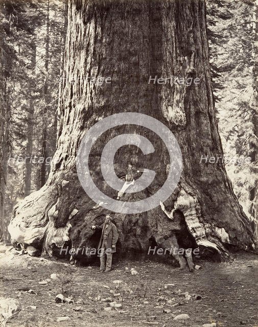 Section of the Grizzly Giant, 101 feet circumference, 1865-66, printed ca. 1876. Creator: Carleton Emmons Watkins.