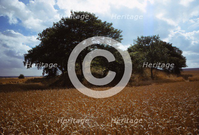 Willy Howe, East Riding of Yorkshire, England, 20th century. Artist: CM Dixon.