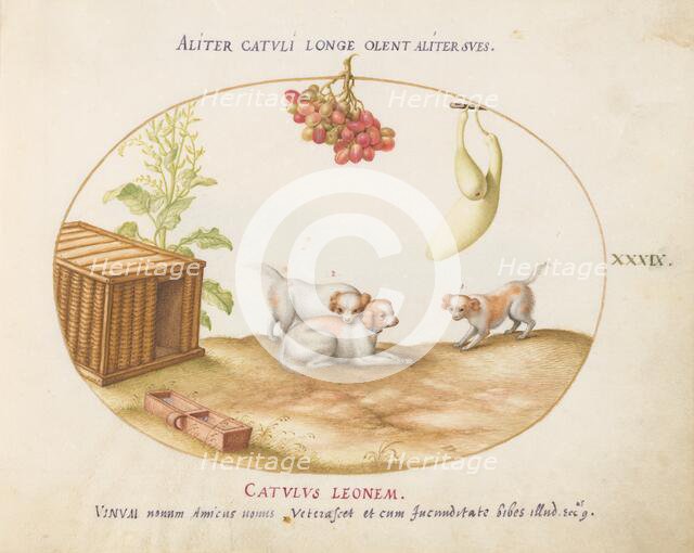 Animalia Qvadrvpedia et Reptilia (Terra): Plate XXXIX, c. 1575/1580. Creator: Joris Hoefnagel.