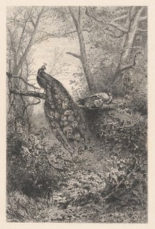 Peacocks on a Branch, ca. 1860. Creator: Karl Bodmer.