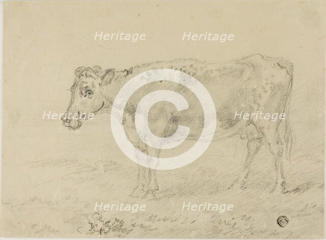 Cow, n.d. Creator: Sawrey Gilpin.