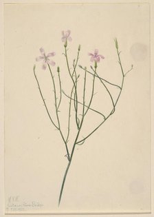 Skeleton Flower (Lygodesmia juncea), 1923. Creator: Mary Vaux Walcott.