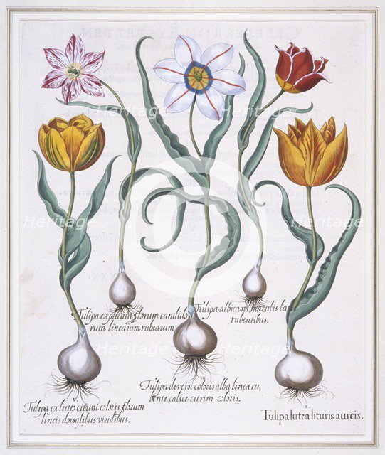 Tulipa Lutea Lituris Aureis, (Broken yellow sylvestris-type tulip), 1613. Creator: Basil Besler.