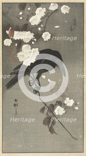 Crow with cherry blossom. Creator: Ohara, Koson (1877-1945).
