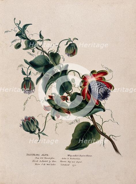 Passion flower (Passiflora alata): flowering stem, (c1850?). Creator: Unknown.