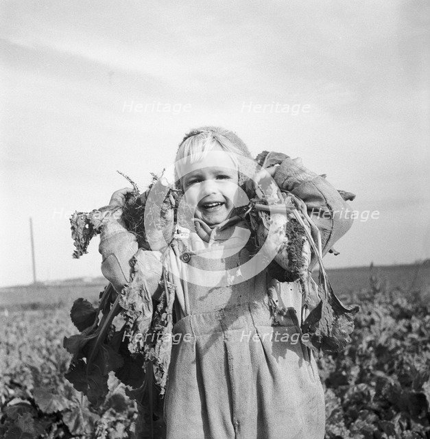 A little boy with two sugar beet, 1956. Artist: Unknown