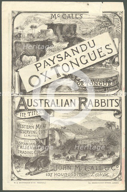 Paysandu ox tongue, 1890s. Artist: Unknown