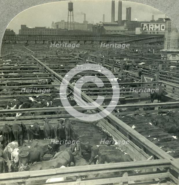 'The Great Union Stock Yards, Largest Live Stock Market on Earth, Chicago, Illinois', c1930s. Creator: Unknown.