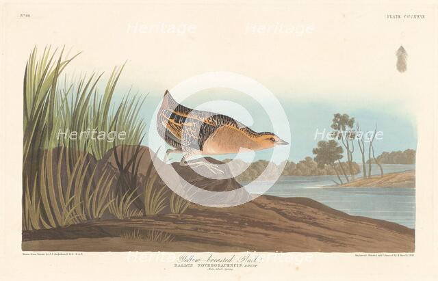 Yellow-breasted Rail, 1836. Creator: Robert Havell.