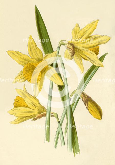 'Daffodil', 1877. Creator: Frederick Edward Hulme.