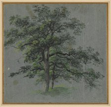 Two Trees (recto) Tree Studies (verso), first half 1800s. Creator: Johann Jacob Dorner (German, 1775-1852).