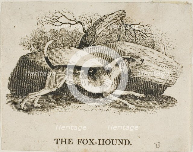 Fox Hound, n.d. Creator: Thomas Bewick.