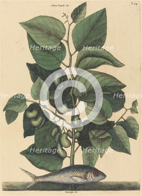 The Pilchard (Argentina carolina), published 1731-1743. Creator: Mark Catesby.