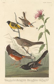 Chestnut-colored Finch, Black-headed Siskin, Black Crown Bunting and Arctic Ground Finch, 1837. Creator: Robert Havell.