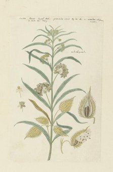 Gomphocarpus fruticosus, formerly Asclepias fruticosa (Tennis-ball milkweed), 1778-1780. Creator: Robert Jacob Gordon.