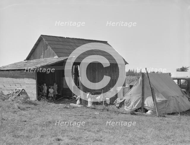 Bean pickers camp in grower's yard - no running..., near West Stayton, Marion County, Oregon, 1939. Creator: Dorothea Lange.