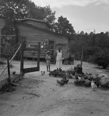 Noontime chores: feeding chickens..., Granville County, North Carolina, 1939. Creator: Dorothea Lange.