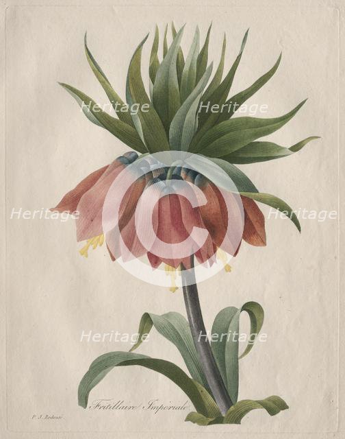 Crown Imperial Fritillary, 1827. Creator: Henry Joseph Redouté (French, 1766-1853).