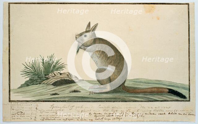 Pedetes cafer (South African springhare), 1778. Creator: Robert Jacob Gordon.