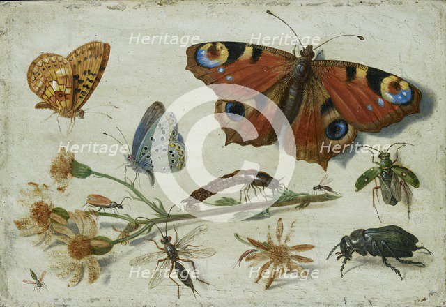 Three Butterflies, a Beetle and other Insects, with a Cutting of Ragwort, early 1650s. Artist: Jan van Kessel.