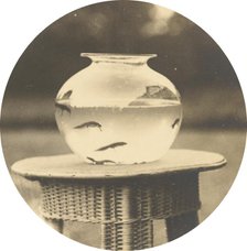 Untitled (Fishbowl), c. 1888. Creator: Unknown.