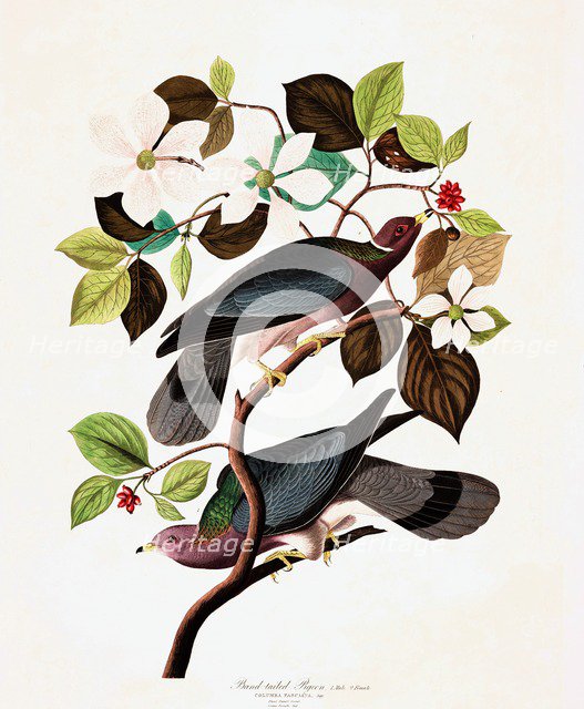 Band Tailed Pigeon, Columba Fasciata, 1845.