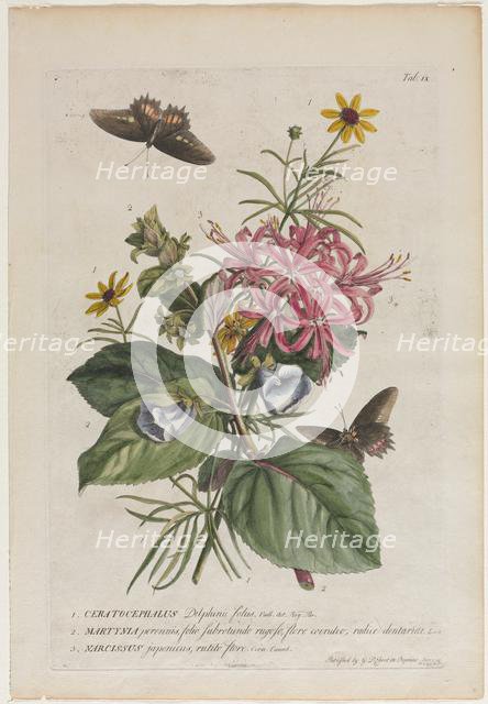 Plantae et papiliones rariores: No. 9, 1749. Creator: Georg Dionysius Ehret (German, 1708-1770).