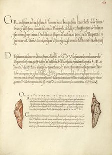 Butterfly Pupae; Mira calligraphiae monumenta, 1561-1562; illumination added 1591-1596. Creator: Joris Hoefnagel.