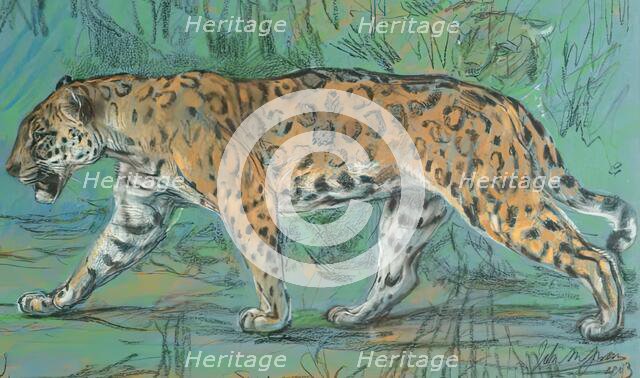 Jaguar Walking, 1903. Creator: John MacAllan Swan.