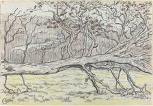 Felled Tree, Normandy, 1898. Creator: Georges Lacombe.