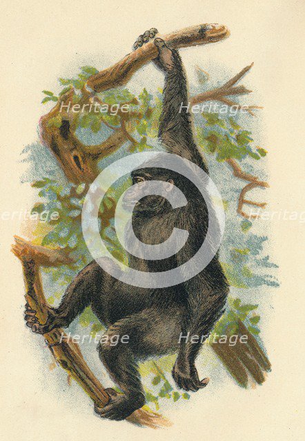 'The Gorilla', 1897. Artist: Henry Ogg Forbes.