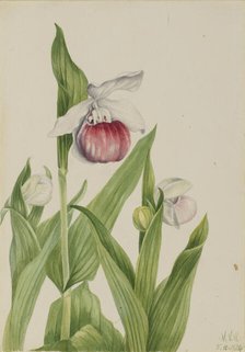 Showy Lady's Slipper (Cypripedium reginae), 1924. Creator: Mary Vaux Walcott.