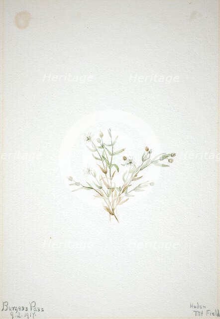 Stelleria leata, 1917. Creator: Mary Vaux Walcott.