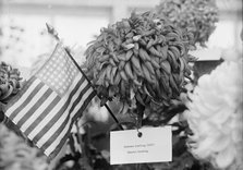Department of Agriculture Chrysanthemum Show, 1917. Creator: Harris & Ewing.