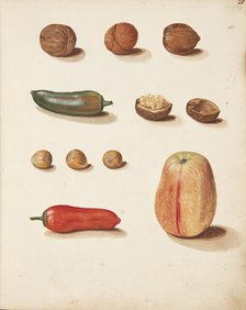 Study of apple, nuts and peppers, 1749. Creator: Fosie, Johanna Marie (1726-1764).