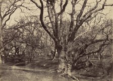 Pepperharrow Park, Surrey, 1852-54. Creator: Benjamin Brecknell Turner.