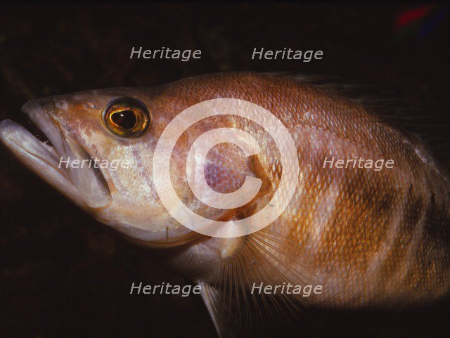 Sea Perch, 20th century. Artist: CM Dixon.