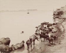 Water Buffalo in the Nile, 19th century. Creator: Zangaki.