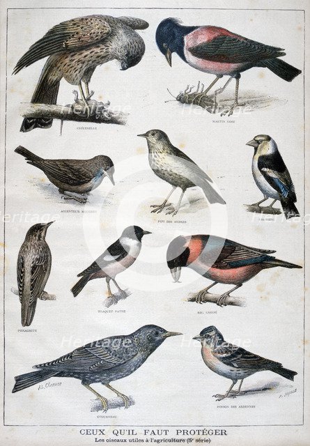 Birds that are protected, and helpful in agriculture, 1897. Creator: F Meaulle.