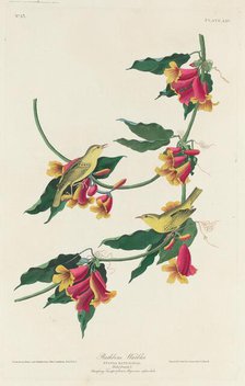 Rathbone Warbler, 1829. Creator: Robert Havell.