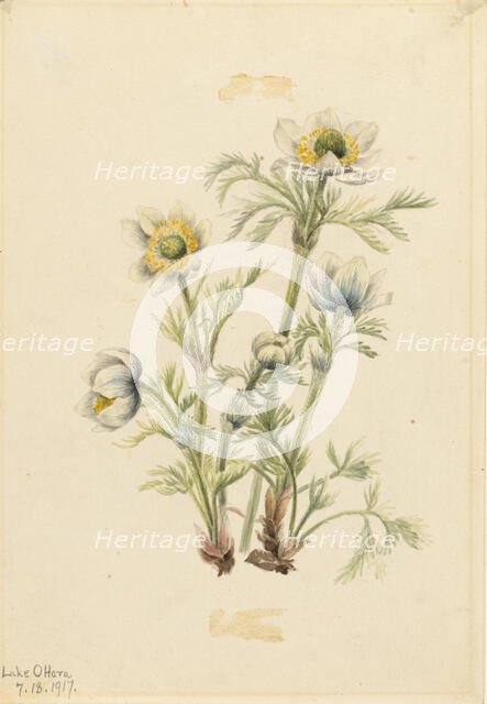 Plume Anemone (Pulsatilla occidentalis), 1917. Creator: Mary Vaux Walcott.