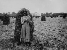 Polly in the peanut patch, between 1900 and 1905. Creator: Unknown.