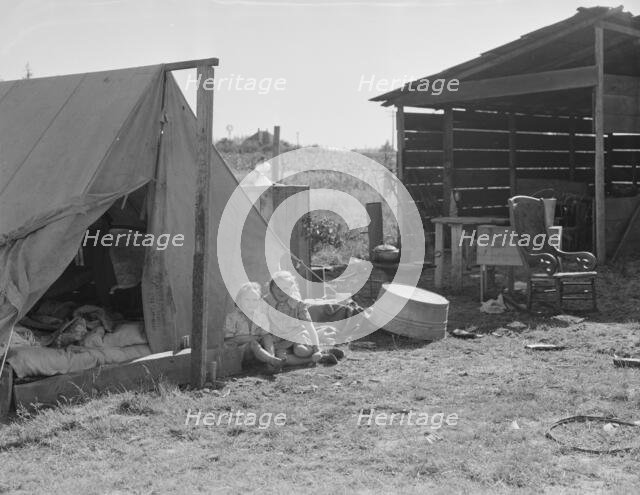 Bean pickers camp in grower's yard - no running..., near West Stayton, Marion County, Oregon, 1939. Creator: Dorothea Lange.