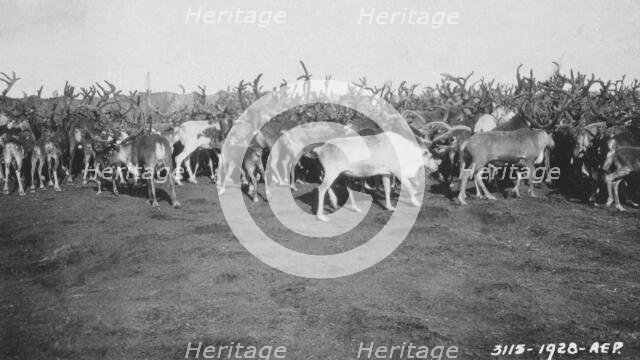 Reindeer in rather poor condition due to prolonged confinement in corral, 1926. Creator: Unknown.